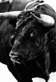 CARLOS CAZALIS. SANGRE DE REYES