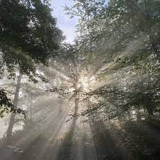 BASOA EL BOSQUE